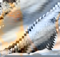 Winter Yellowstone Tour With Optional Hike or Snowshoe - Tourism House