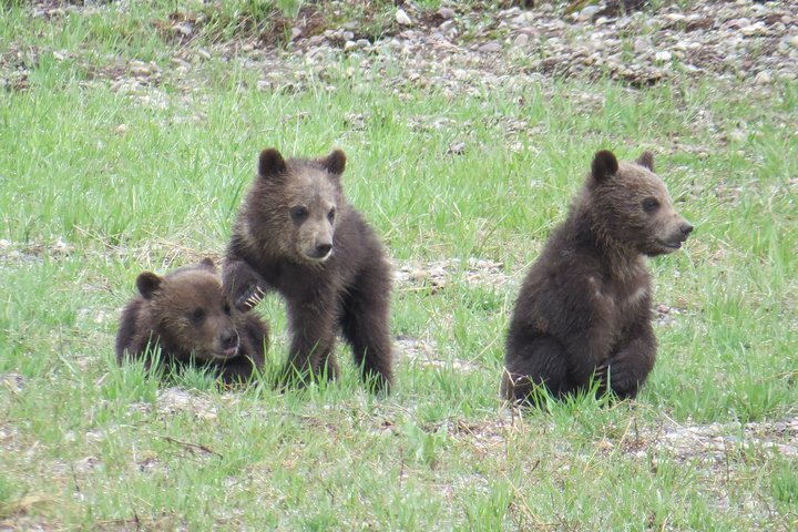 Yellowstone National Park - Full-Day Lower Loop Tour From West Yellowstone - thumb 4