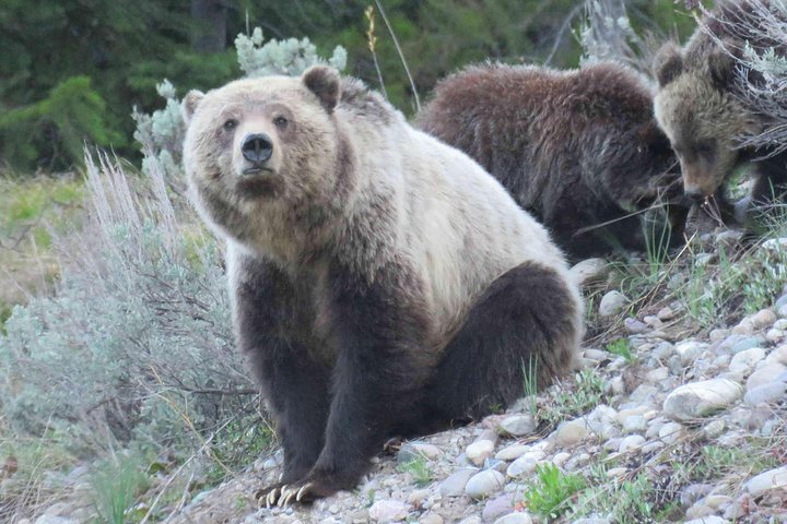 Yellowstone National Park - PRIVATE Full-Day Lower Loop Tour From W. Yellowstone - thumb 0