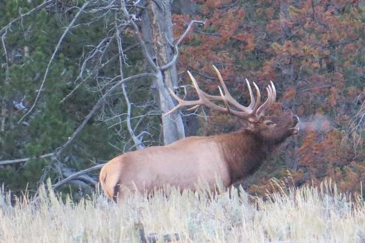 Yellowstone National Park - PRIVATE Full-Day Lower Loop Tour From W. Yellowstone - thumb 1
