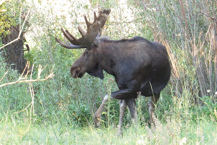 Yellowstone National Park - PRIVATE Full-Day Lower Loop Tour From W. Yellowstone - thumb 2