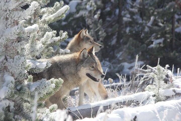 Yellowstone National Park - PRIVATE Full-Day Lower Loop Tour From W. Yellowstone - thumb 3