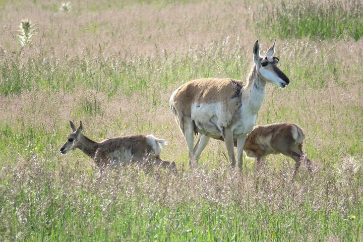 Yellowstone National Park - PRIVATE Full-Day Lower Loop Tour From W. Yellowstone - thumb 5