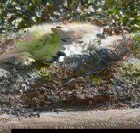 Glaciers and Wildlife Super Scenic Day Tour from Anchorage - Tourism House