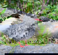 Alaska Wildlife Tour - Tourism House