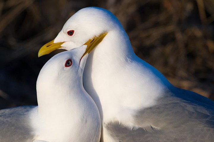 Tour Of Turnagain Arm - thumb 3
