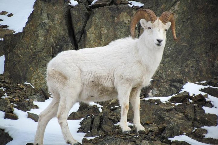 Tour Of Turnagain Arm - thumb 4