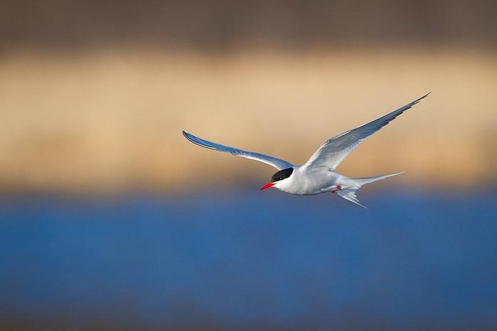 Tour Of Turnagain Arm - thumb 5