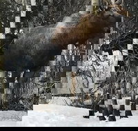 Winter - Wildlife  Turnagain Arm Tour - Tourism House