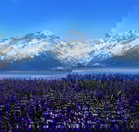 Alaska Wildlife Conservation Center Express - Tourism House