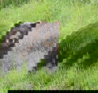 Bear Feeding at the Alaska Wildlife Conservation Center - Tourism House