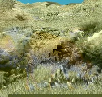 Private VIP Boutique Day Tour of Mt. Rushmore and The Badlands - Tourism House