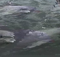 90-Minute Private Dolphin Tour in Hilton Head Island - Tourism House