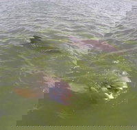 Hilton Head Disappearing Island Dolphin Tour - Tourism House