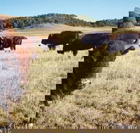 Private Mt Rushmore  Southern Black Hills Tour - Tourism House