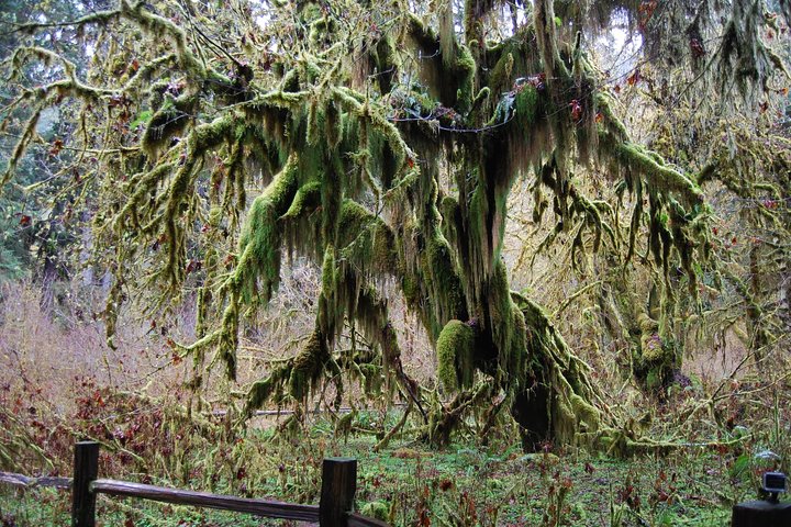 Hoh Rain Forest And Rialto Beach Guided Tour In Olympic National Park - thumb 2