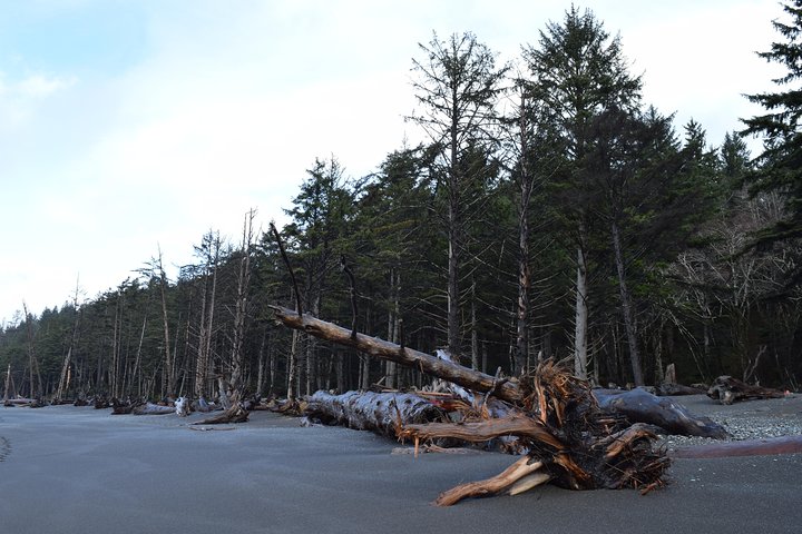 Hoh Rain Forest And Rialto Beach Guided Tour In Olympic National Park - thumb 3