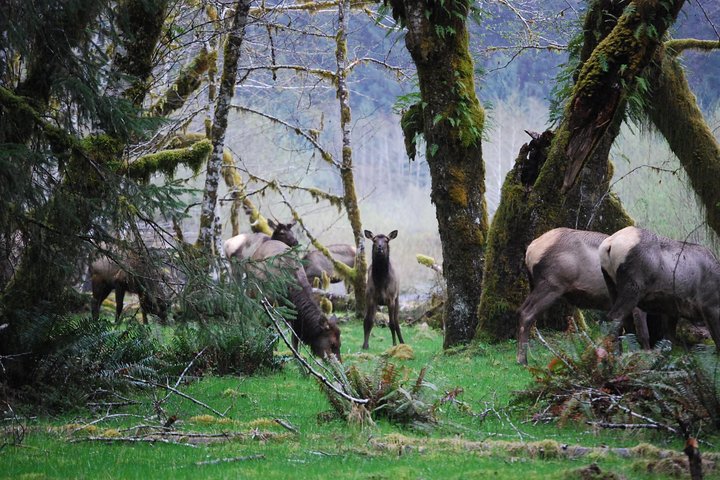 Hoh Rain Forest And Rialto Beach Guided Tour In Olympic National Park - thumb 4