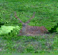 Lower Loop of Yellowstone Tours - Tourism House
