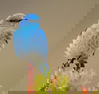 Yellowstone Lower Loop Guided Tour from Cody Wyoming - Tourism House