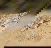 Yellowstone Custom Wildlife and Nature Tour - Tourism House