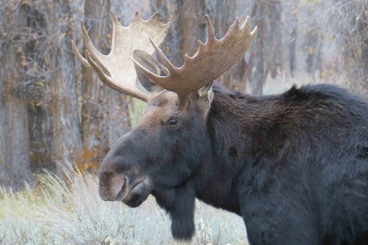 Yellowstone National Park - Full-Day Lower Loop Tour From Jackson Hole - thumb 3