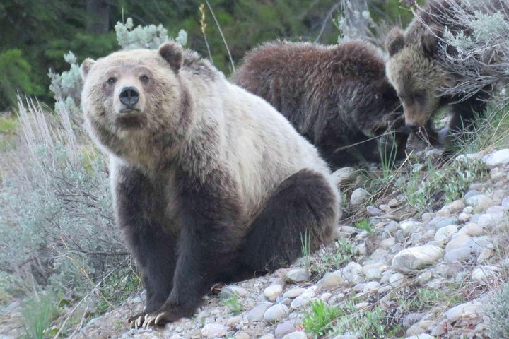 Yellowstone National Park - Full-Day Lower Loop Tour From Jackson Hole - thumb 4