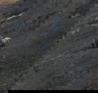 PET FRIENDLY PRIVATE Tour to Yellowstone National park - Tourism House