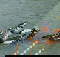 Red Canyon River Trips 100pm - Tourism House