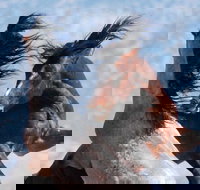 Red Canyon Wild Mustang Tour 530pm. - Tourism House