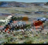 Private Red Canyon Wild Mustang Tour - Tourism House