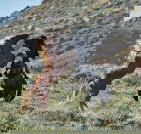 Red Canyon Mustang Tour 830am. - Tourism House