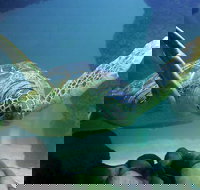 SEA LIFE Aquarium Minnesota Admission Ticket at Mall of America - Tourism House